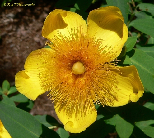 {Hypericum frondosum}